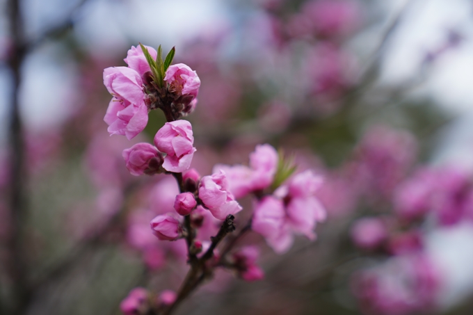 京都_桜情報_2022_02　京都御苑　No16