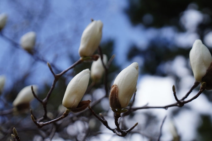 京都_桜情報_2022_02　京都御苑　No17