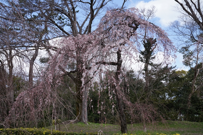 京都_桜情報_2022_02　京都御苑　No19