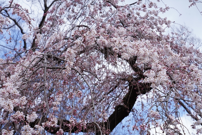 京都_桜情報_2022_02　京都御苑　No20