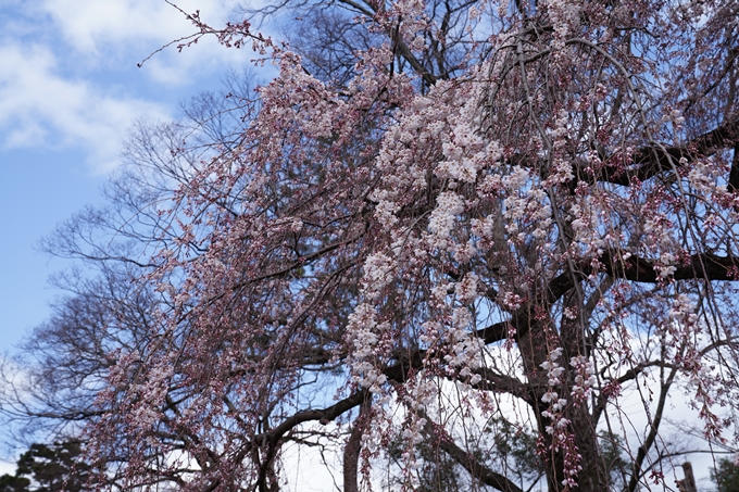 京都_桜情報_2022_02　京都御苑　No21