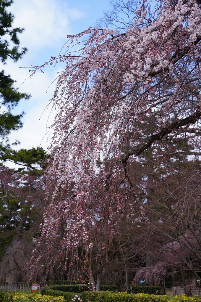 京都_桜情報_2022_02　京都御苑　No22