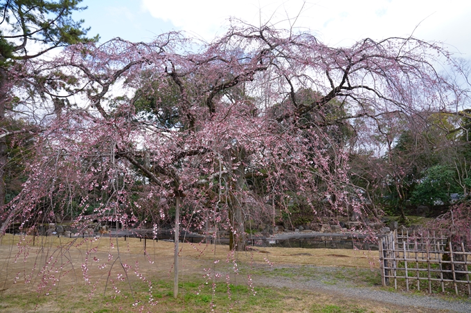 京都_桜情報_2022_02　京都御苑　No23