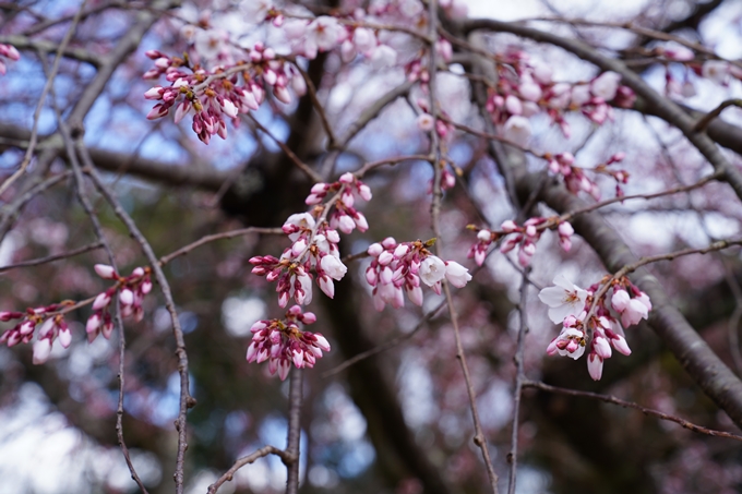 京都_桜情報_2022_02　京都御苑　No24