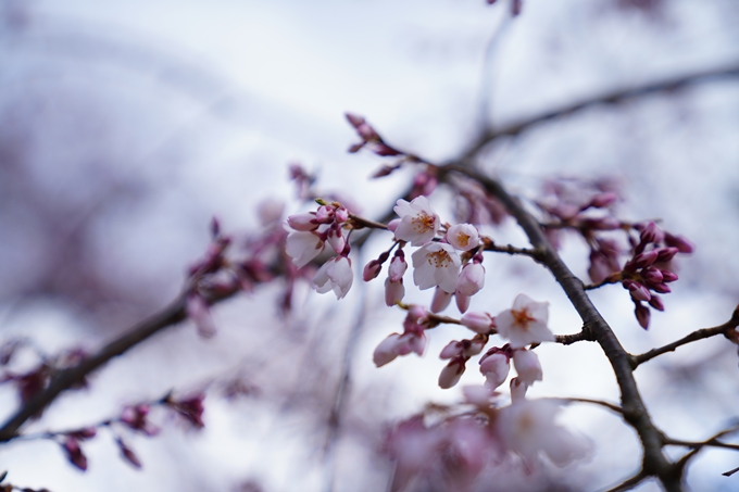 京都_桜情報_2022_02　京都御苑　No25