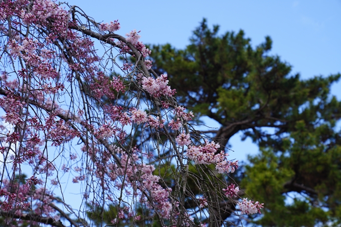 京都_桜情報_2022_02　京都御苑　No26