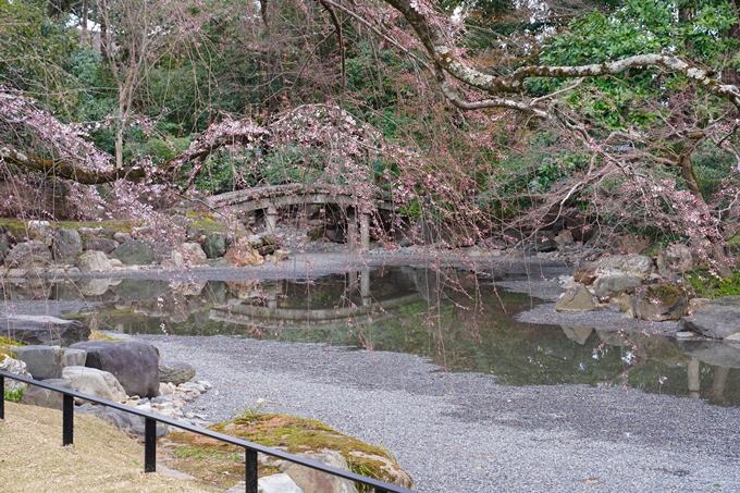 京都_桜情報_2022_02　京都御苑　No27