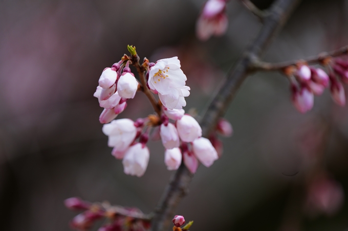 京都_桜情報_2022_02　京都御苑　No28