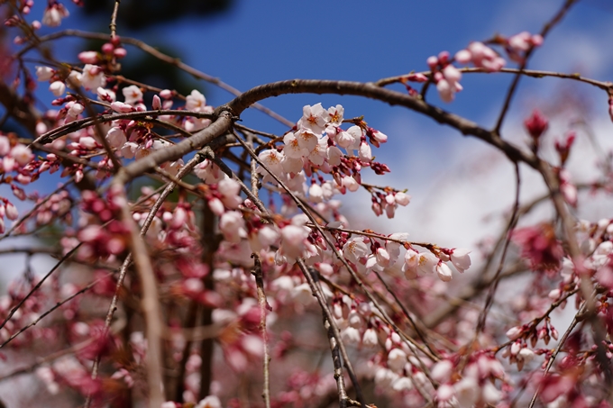 京都_桜情報_2022_02　京都御苑　No29