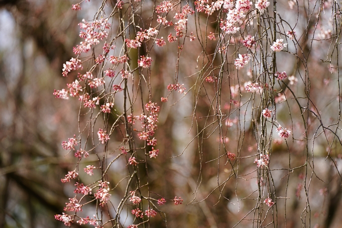 京都_桜情報_2022_02　京都御苑　No30