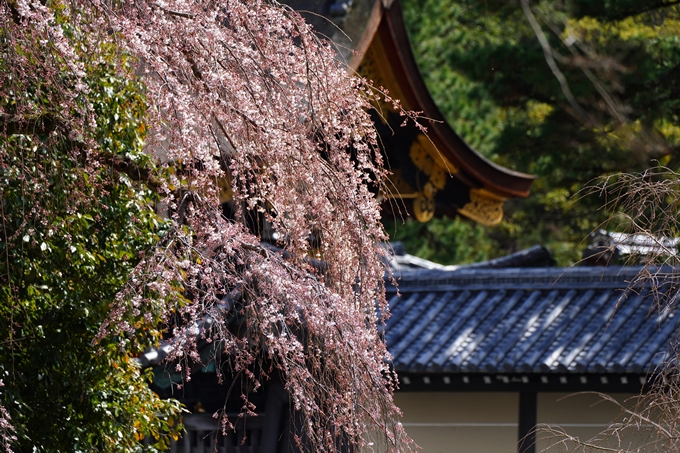 京都_桜情報_2022_02　京都御苑　No31