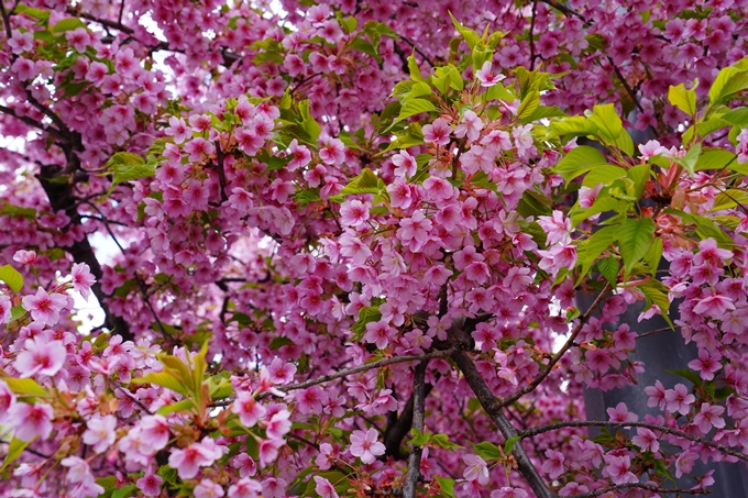 京都_桜情報_2022_03　一条戻橋　No3