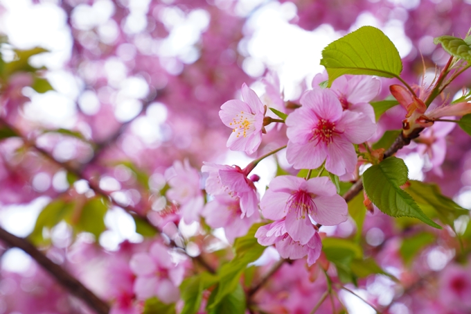 京都_桜情報_2022_03　一条戻橋　No4