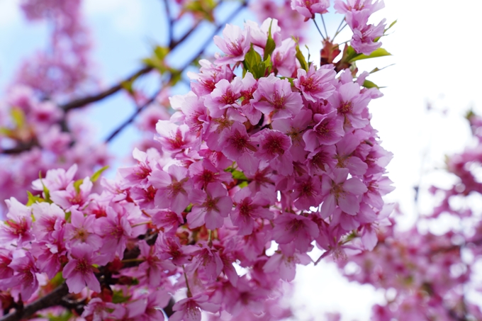 京都_桜情報_2022_03　一条戻橋　No5