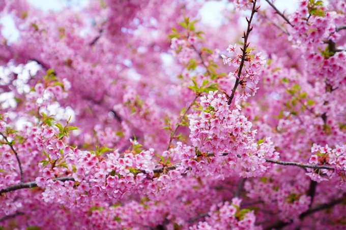 京都_桜情報_2022_03　一条戻橋　No6