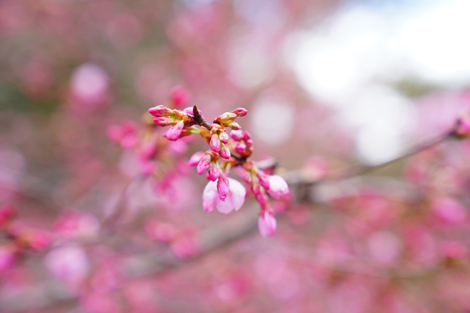 京都_桜情報_2022_03　一条戻橋　No7