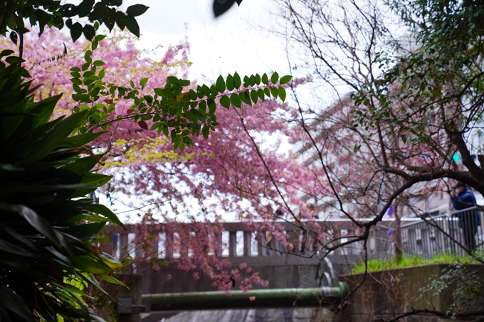 京都_桜情報_2022_03　一条戻橋　No9