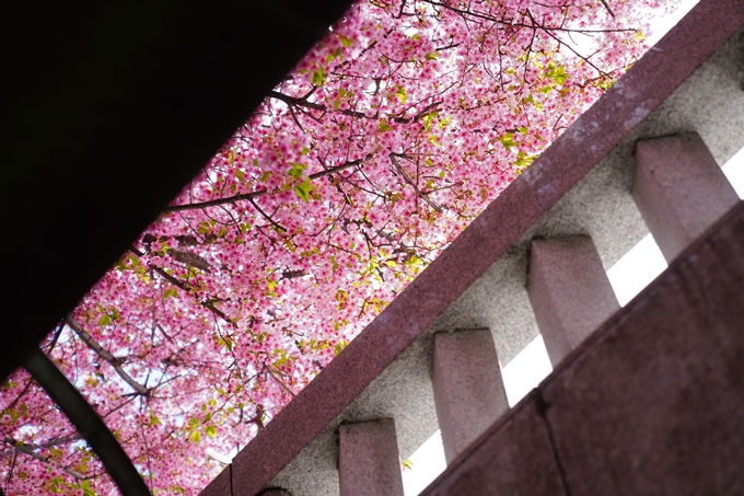 京都_桜情報_2022_03　一条戻橋　No10