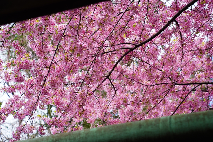 京都_桜情報_2022_03　一条戻橋　No11