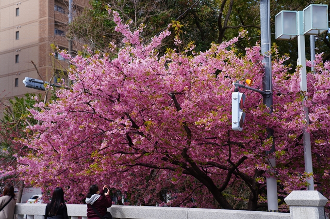 京都_桜情報_2022_03　一条戻橋　No2