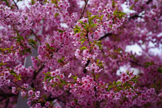 京都_桜情報_2022_03　一条戻橋　No12