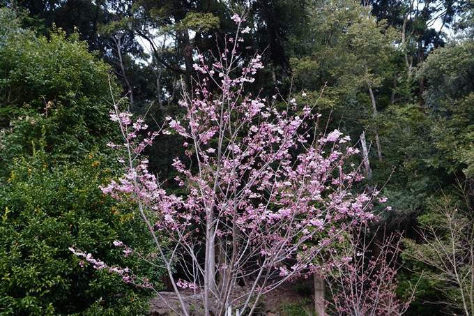 京都_桜情報_2022_04　熊野若王子神社　No7