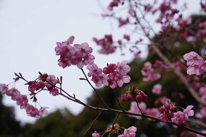 京都_桜情報_2022_04　熊野若王子神社　No12