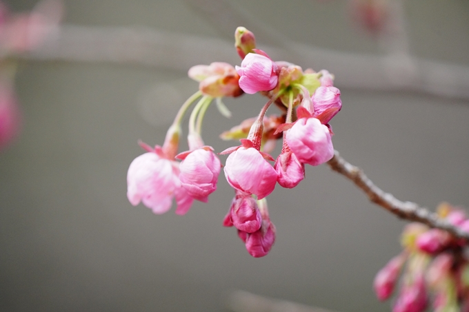 京都_桜情報_2022_04　熊野若王子神社　No11