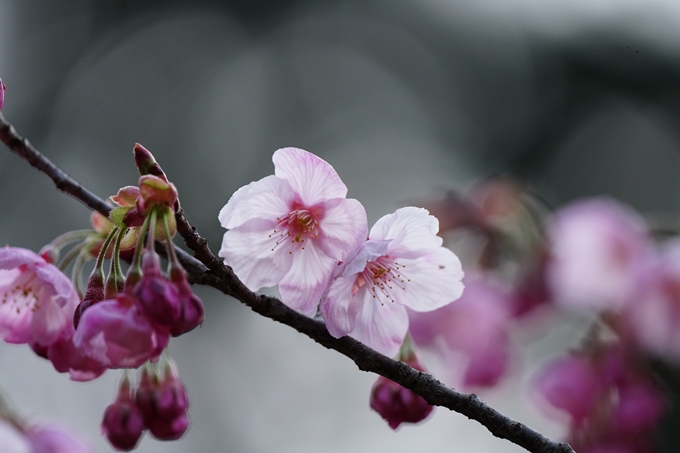 京都_桜情報_2022_04　熊野若王子神社　No13