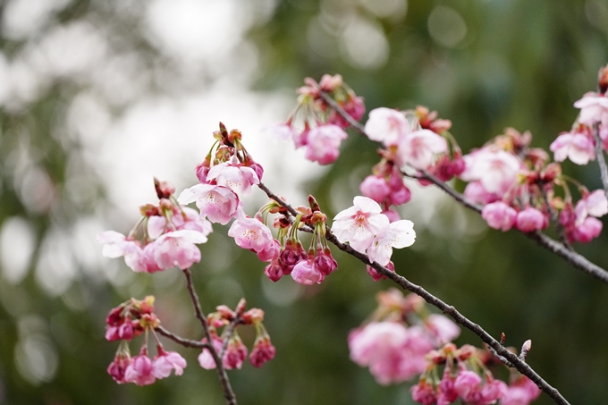 京都_桜情報_2022_04　熊野若王子神社　No10