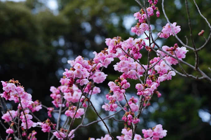 京都_桜情報_2022_04　熊野若王子神社　No9