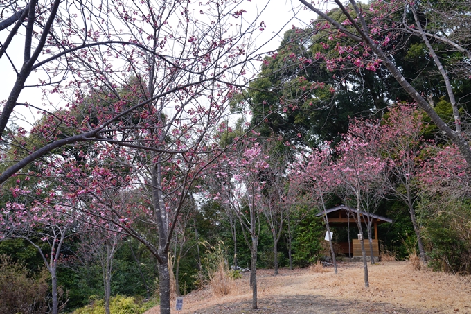 京都_桜情報_2022_04　熊野若王子神社　No6