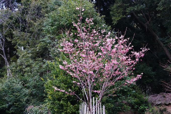 京都_桜情報_2022_04　熊野若王子神社　No5