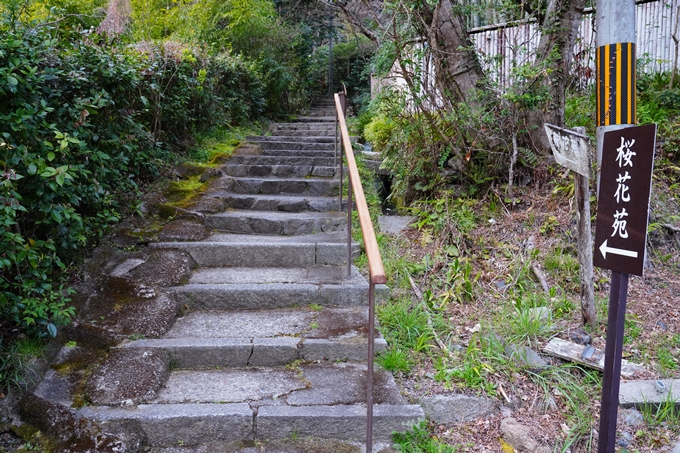 京都_桜情報_2022_04　熊野若王子神社　No2