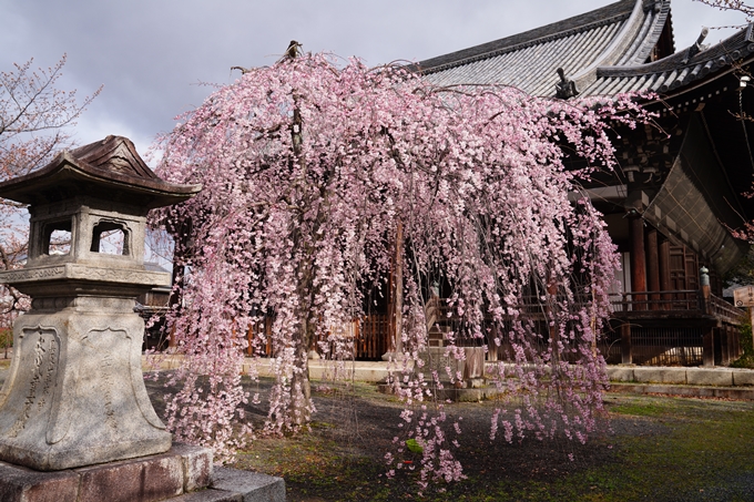 京都_桜情報_2022_05　立本寺　No2