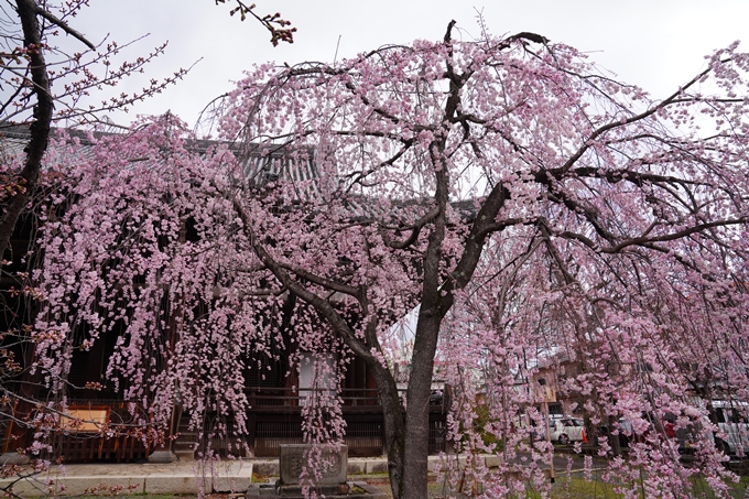 京都_桜情報_2022_05　立本寺　No3