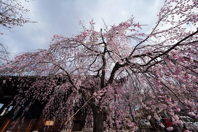 京都_桜情報_2022_05　立本寺　No4