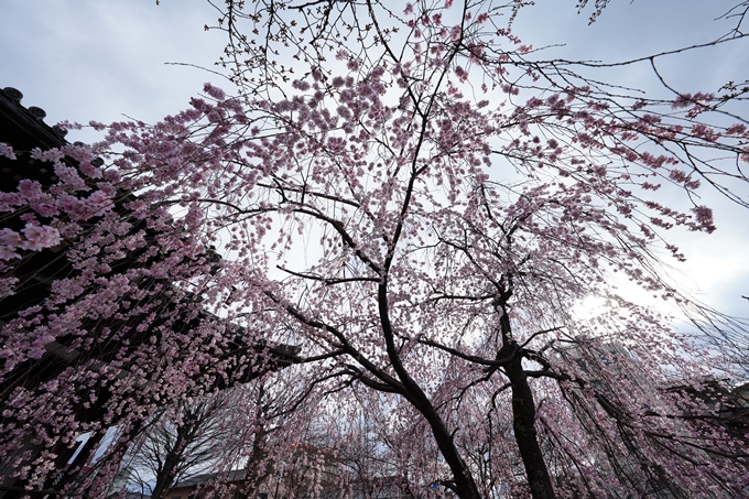 京都_桜情報_2022_05　立本寺　No5