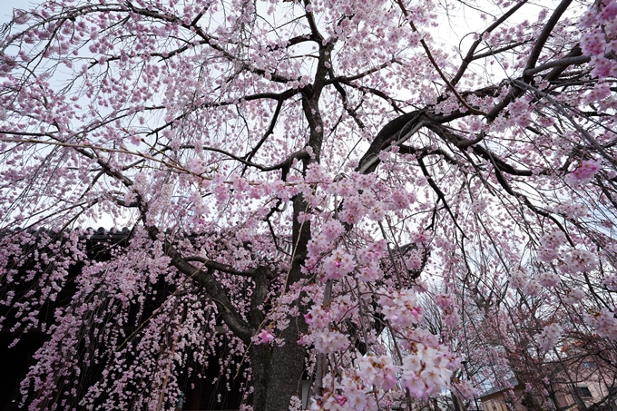 京都_桜情報_2022_05　立本寺　No6