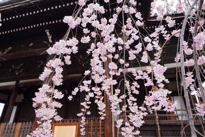 京都_桜情報_2022_05　立本寺　No7