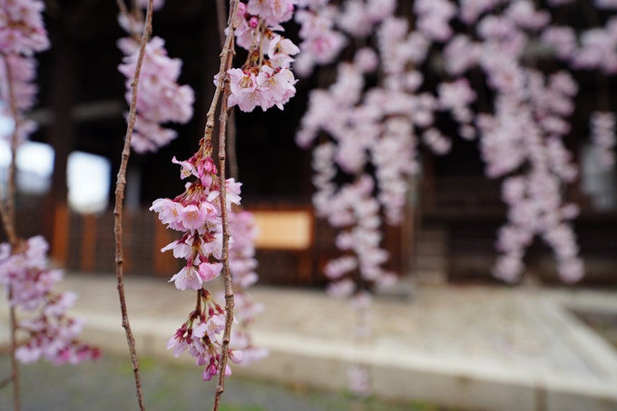 京都_桜情報_2022_05　立本寺　No8