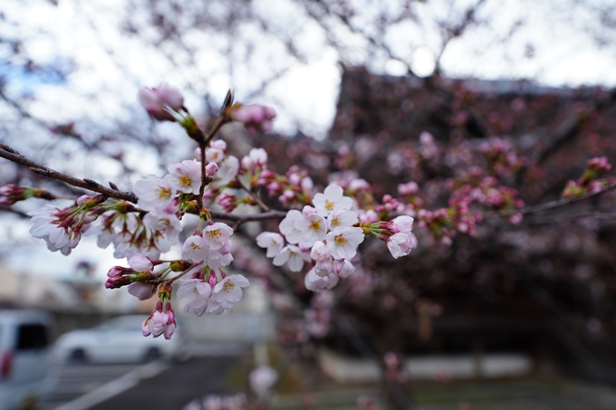 京都_桜情報_2022_05　立本寺　No9