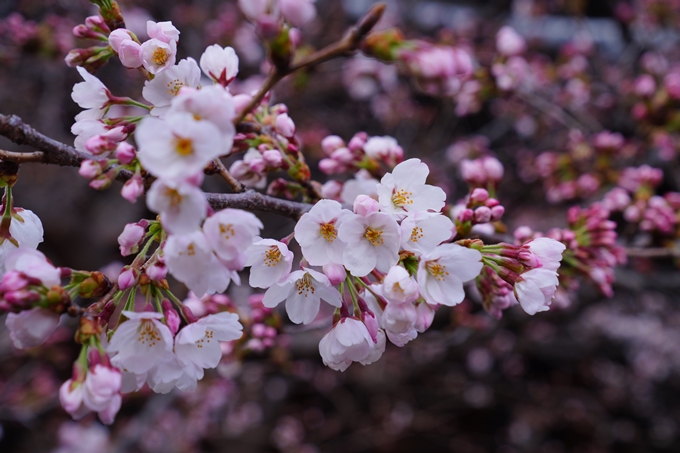 京都_桜情報_2022_05　立本寺　No10