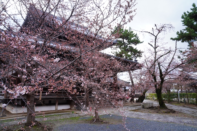 京都_桜情報_2022_05　立本寺　No11