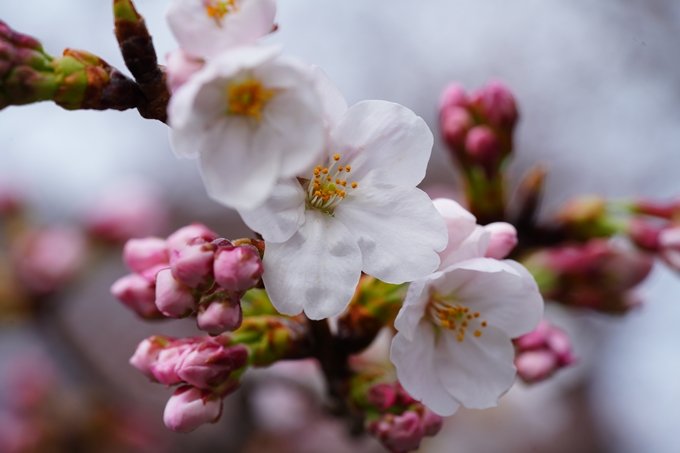 京都_桜情報_2022_05　立本寺　No12