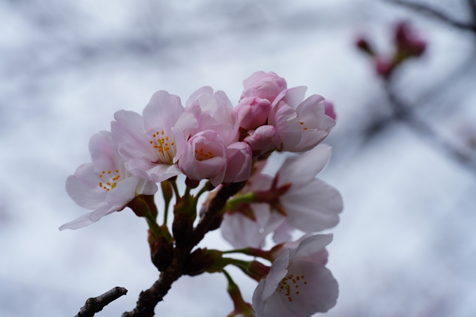 京都_桜情報_2022_05　立本寺　No13