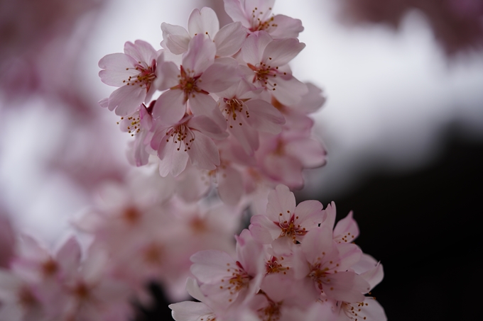 京都_桜情報_2022_05　立本寺　No14