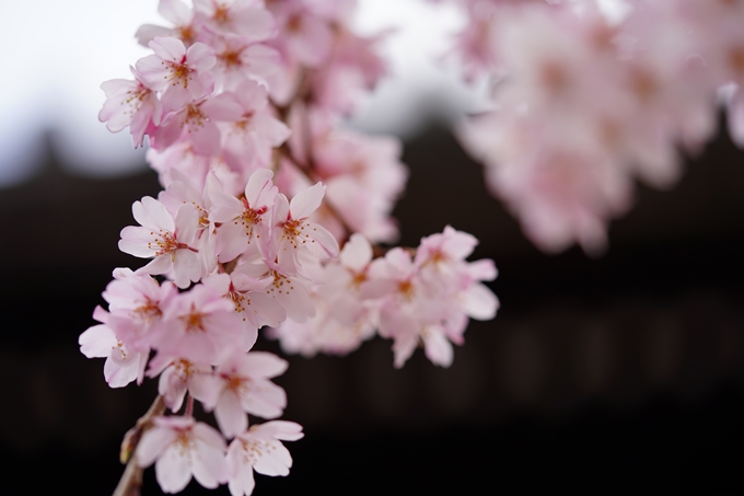 京都_桜情報_2022_05　立本寺　No15