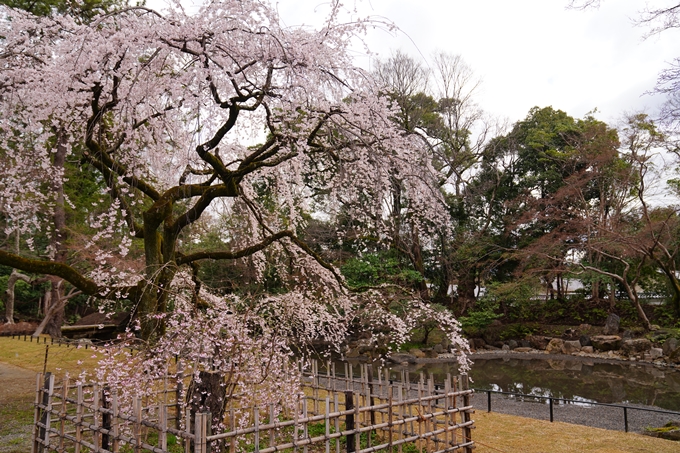 京都_桜情報_2022_06　近衛邸跡　No2