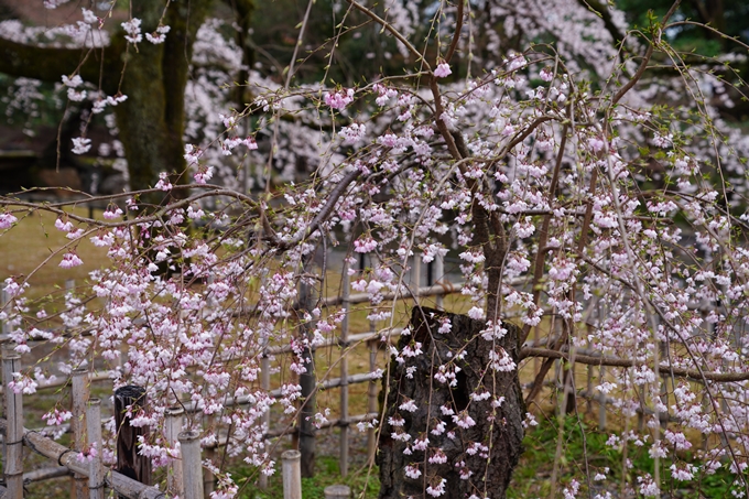 京都_桜情報_2022_06　近衛邸跡　No3